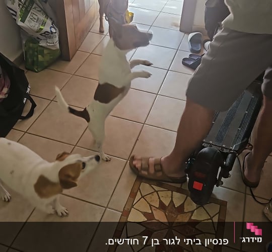 כלבים משחקים ליד אדם בכניסה לבית